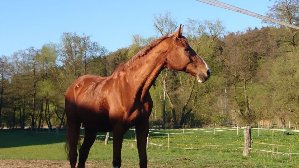 Pflegebeteiligung, Pferd sucht Mensch in Antrifttal