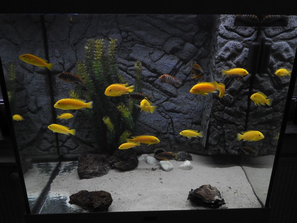 Gelber Labidochromis „Yellow“ Mbuna Malawi Barsch in Bochum
