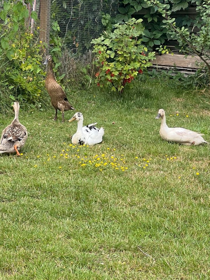 Bio Laufenteneier/Enteneier/Bruteier/0,80€/Stck in Voerde (Niederrhein)