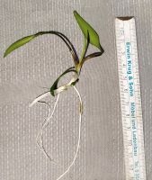 Cryptocoryne x willisii Ableger Willis Wasserkelch Nordrhein-Westfalen - Bottrop Vorschau