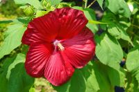 Riesen Hibiskus Straucheibisch rot 10 Samen Leipzig - Connewitz Vorschau