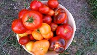 Versch. tomatensamen Sorten je 10 stk. Cherry balkon topf Thüringen - Stadtroda Vorschau