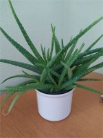Aloe Vera Pflanzen Barbadensis sweet Miller, komplett essbar Rheinland-Pfalz - Haßloch Vorschau