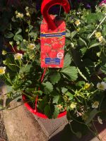 Wunderschöne Erdbeeren, Ampel Nordrhein-Westfalen - Moers Vorschau