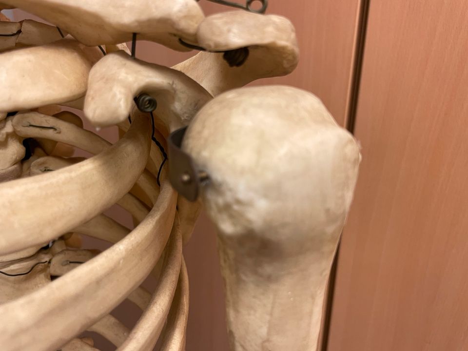 Skelett Anatomie in Hannover