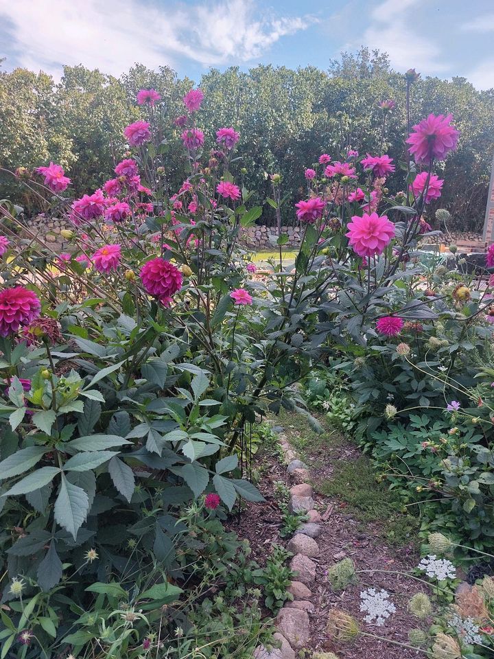 ❁ Dahlien Knollen Blumen rosa und magenta großblumig in Schwaan