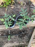 Tomate Tomatenpflanze Sachsen - Gröditz Vorschau