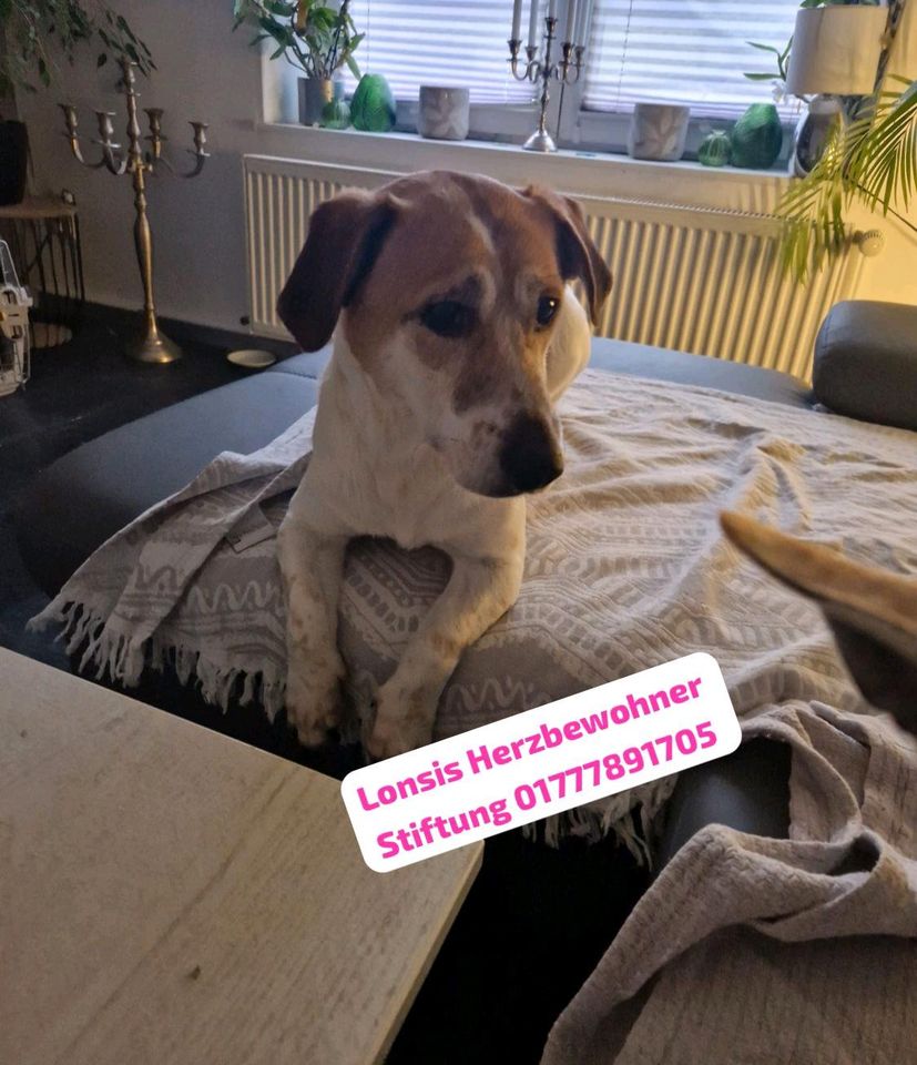 Cyrus sucht ein Zuhause in Lübeck