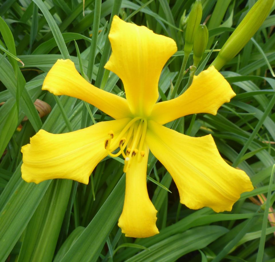 Hemerocallis Taglilie " ANCIENT ELF " Gossard 2008 DF in Köln