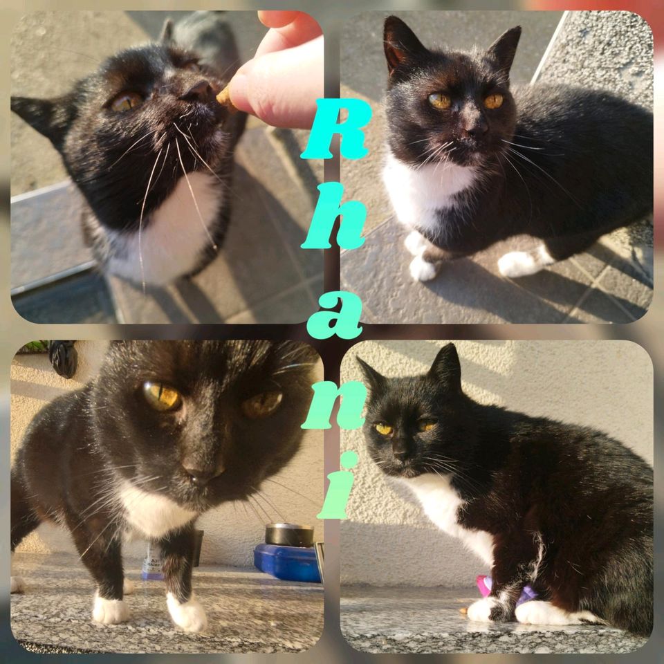 Katze, kastriert, EKH, weiblich ❤️ Rhani ❤️ in Jessen (Elster)