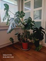 Große Monstera Hessen - Ober-Ramstadt Vorschau