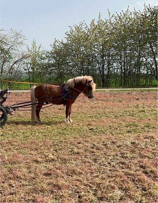 Shetland Pony/ Shetty Hengst in Großfahner