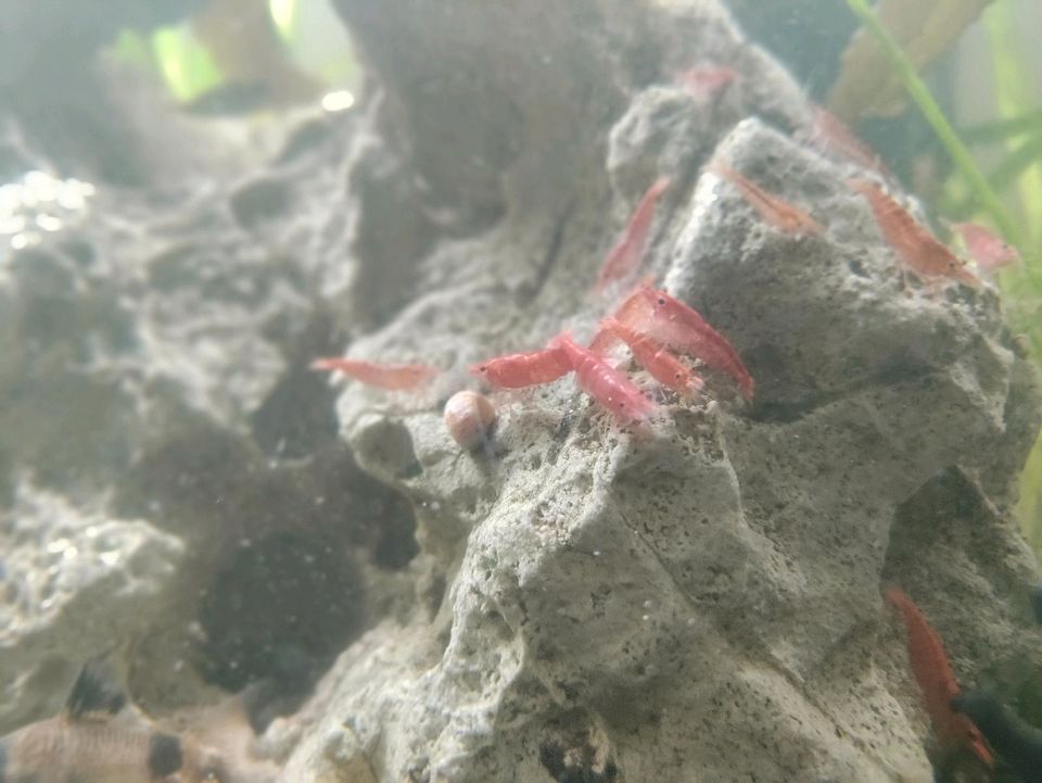 Garnelen Rot Neocaredina in Witzenhausen