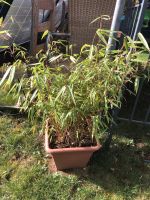 Schöner Bambus zu verkaufen Fargesia rufa Hessen - Hirzenhain Vorschau