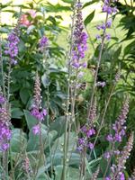 Leinkraut, Linaria Purpurea Bayern - Großkarolinenfeld Vorschau