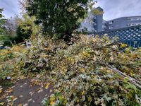 Entsorgung Gartenabfälle, grünschnitt ,Bauschutt ,altholz Nordrhein-Westfalen - Heiligenhaus Vorschau