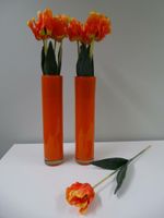 FRANZÖSISCHE TULPEN - ORANGE Wiesbaden - Biebrich Vorschau