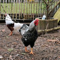 Hahn Huhn Zwergwyandotte Eier Hühner autark Sachsen - Görlitz Vorschau