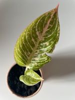 Kolbenfaden Aglaonema Cocomelon - tropische Zimmerpflanze Frankfurt am Main - Nordend Vorschau