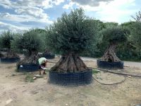 Olea Europaea Lechin (Rarität) ab 60/80cm Stammumfang GH ca 250cm Nordrhein-Westfalen - Recklinghausen Vorschau