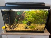 Aquarium 70l mit Filter u CO2 Spender Sachsen - Plauen Vorschau