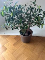 Ficus Benjamina Birkenfeige groß geflochtener Stamm ca. 80cm Thüringen - Jena Vorschau