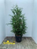 Lebensbaum, Thuja `Brabant`, Immergrüne Heckenpflanze ab 12,50€ Nordrhein-Westfalen - Drensteinfurt Vorschau