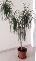 Pflanzen Zimmerpflanzen Palme Drachenbaum H 170 cm Lindau Bayern - Lindau Vorschau