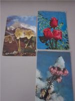 Blumenpostkarten Blumen Postkarten Schleswig-Holstein - Tappendorf Vorschau