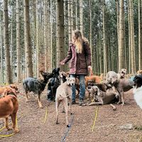 Traumjob Hundesitter? Stelle frei!  Bayern - Scheyern Vorschau