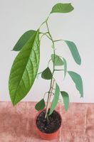 Avocado Jungpflanze ca.90 cm Früchte möglich 15er Topf Bio-Erde Bielefeld - Quelle Vorschau