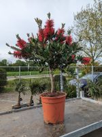 Callistemon laevis citrinus karminroter Zylinderputzer Hochstamm Nordrhein-Westfalen - Nordkirchen Vorschau