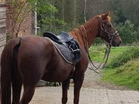 feinfühlige Reitbeteiligung für American Saddlebred Dame gesucht Nordrhein-Westfalen - Much Vorschau