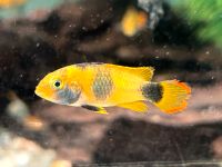 Panda Zwergbuntbarsch 4cm Apistogramma nijsseni 10,90€ Baden-Württemberg - Rangendingen Vorschau