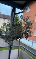 Olivenbaum veredelt - 3 Jahre alt - trägt grüne Oliven Baden-Württemberg - Oberkirch Vorschau