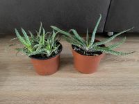 Gasteria verrucosa Ableger und Mutterpflanze Nordrhein-Westfalen - Radevormwald Vorschau