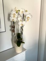 Phalaenopsis Orchidee mit Keramik Übertopf Geschenk Hochzeit Niedersachsen - Osnabrück Vorschau