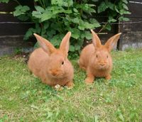 Kaninchen vom Züchter abzugeben (Mecklenburger Schecke rot weiß) Sachsen - Delitzsch Vorschau