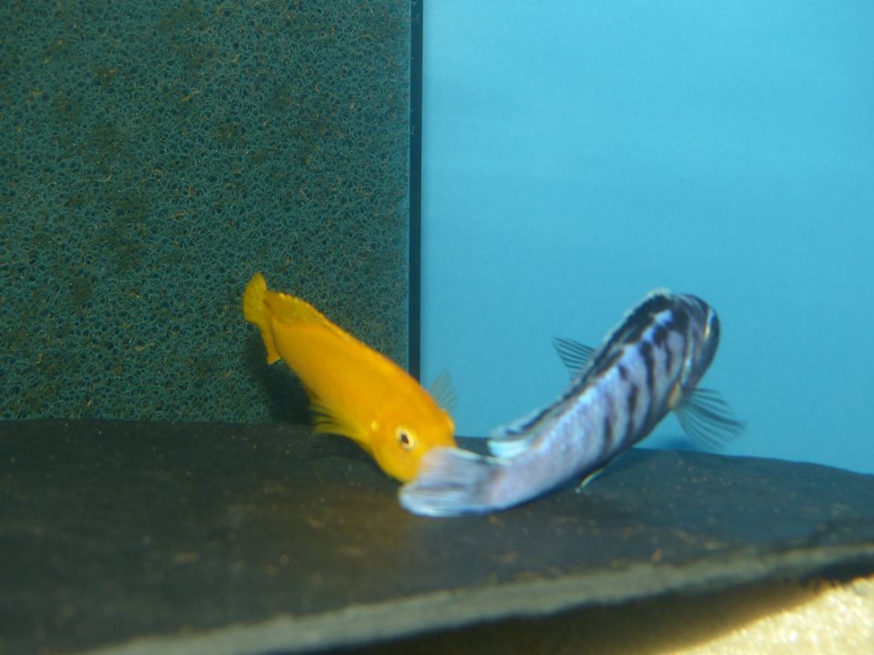 Placidochromis phenochilus mdoka und andere Malawi Buntbarsche in Taura