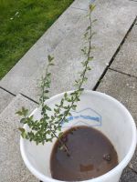 Sparrige Zwergmispel Cotoneaster Pflanze Bayern - Flossenbürg Vorschau