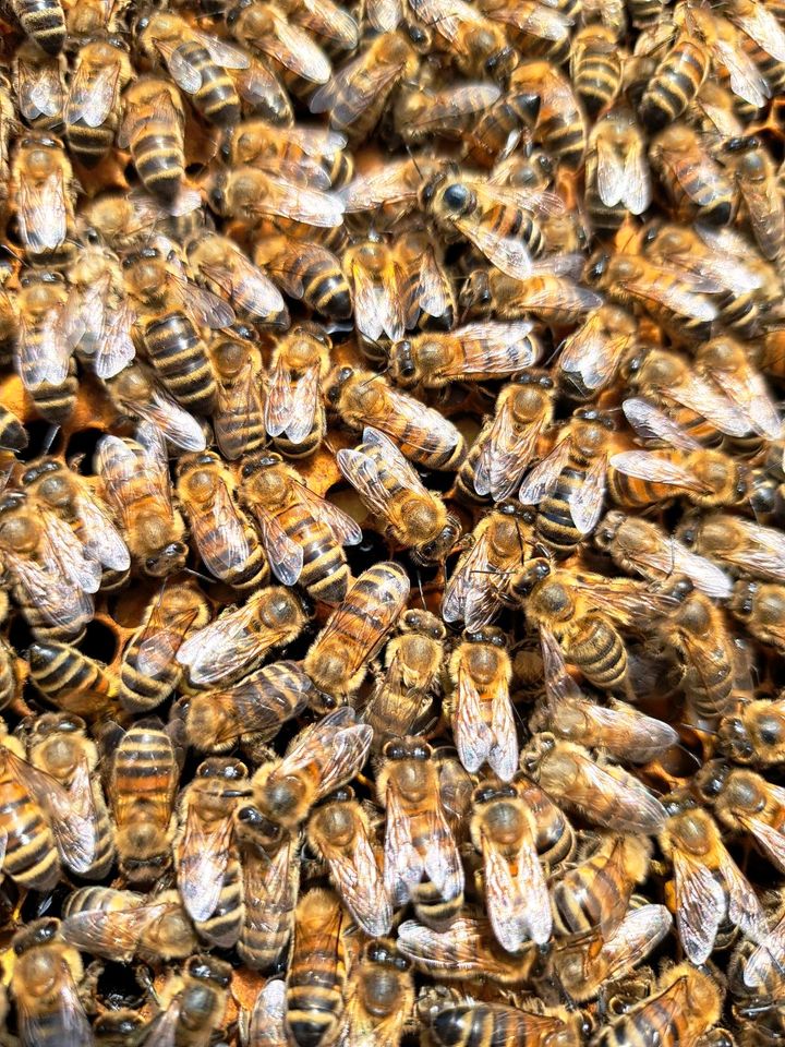 Bienen Bienenvolk DNM in Spreenhagen