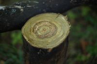 Essigbaum Stamm / Holz für Drechsler, Schreiner, Schnitzer Bayern - Wald Oberpf. Vorschau