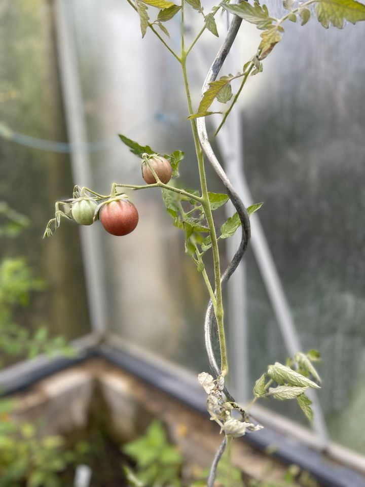 Saatgut Black Cherry Cocktailtomate in Meißenheim