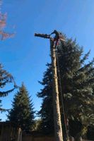 Baumfällung bon Klettern Baumspezialisten Brandenburg - Königs Wusterhausen Vorschau