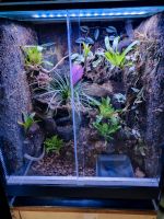 Terrarium Dendrobaten Gecko Regenwald 60x60x70 Baden-Württemberg - Hirrlingen Vorschau