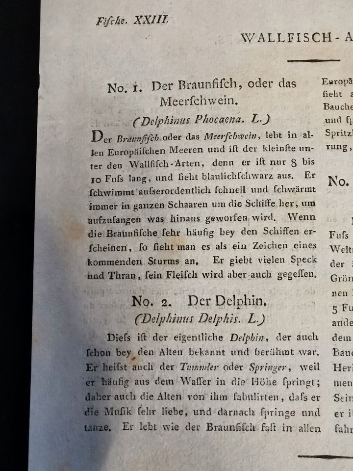 Kupferstich "Walfischarten" von Bertuch, altkoloriert von 1796 in Karlsdorf-Neuthard