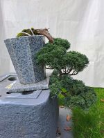 Bonsai Wacholder, Kaskade Nordrhein-Westfalen - Krefeld Vorschau