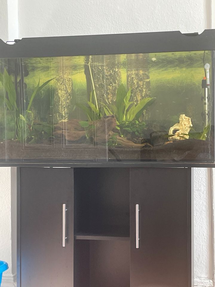 Aquarium 200l mit Zubehör ANGEBOT! in Recklinghausen