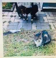 Katze Finchen/Mama in Horstmar vermisst Nordrhein-Westfalen - Horstmar Vorschau