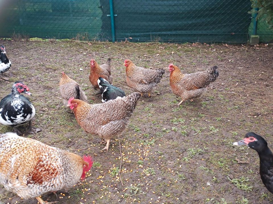 Eier von großen Bielefelder Kennhühnern in Großkorbetha